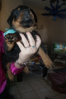 CHIOT turquoise